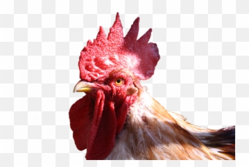 Cock Png Image - Transparent Chicken Head
