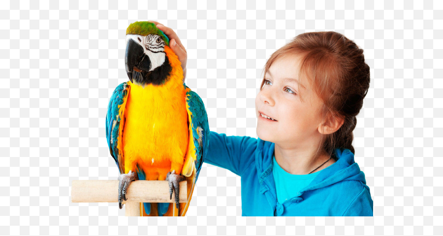 Chirpkart - Kids With Parrot Png,Macaw Icon