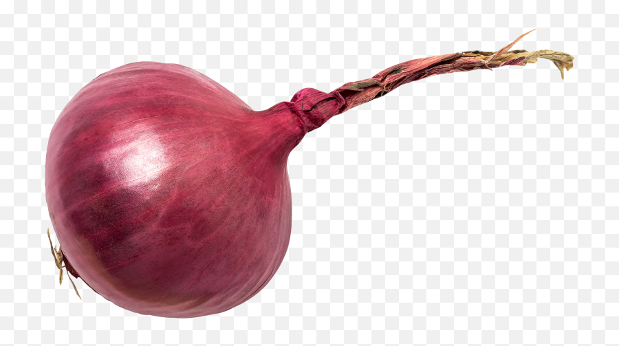 Red Onion Full Size Png Download Seekpng - Transparent Red Onion,Onion Png