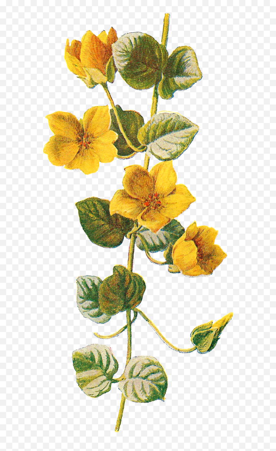 Botanical Print Free Png Wildflower