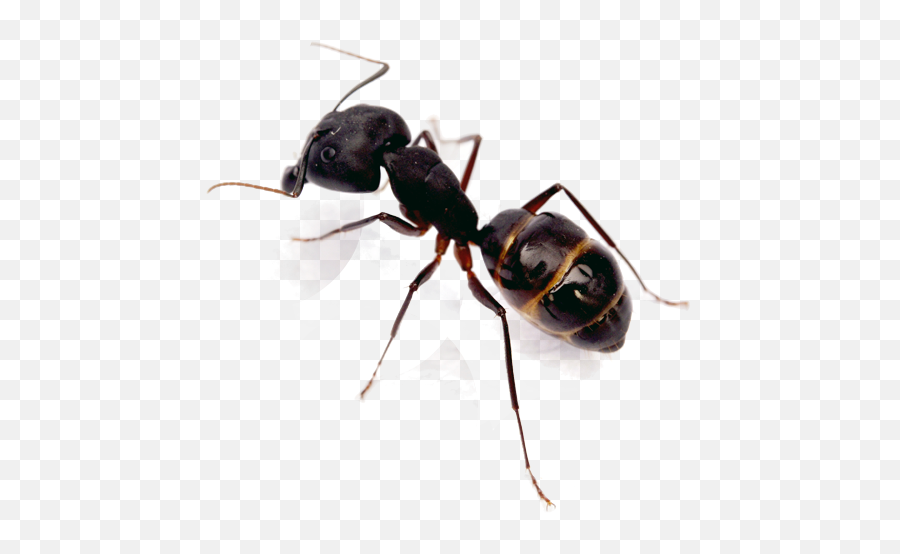 Ant Control Top Rated Exterminator San Diego Pest Management - Isolated Ant Png,Ant Png