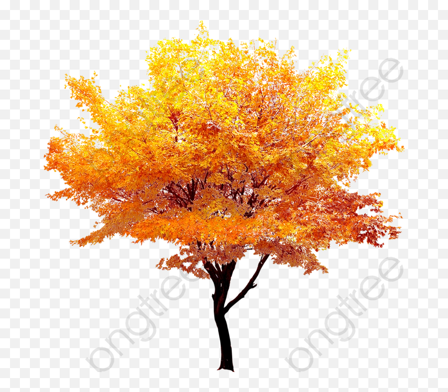 Download Free Png Autumn Gold Maple Trees Fall Golden - Transparent Background Autumn Tree Png,Gold Leaf Png