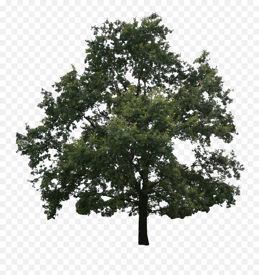 Old Oak - Bur Oak Png,Old Tree Png