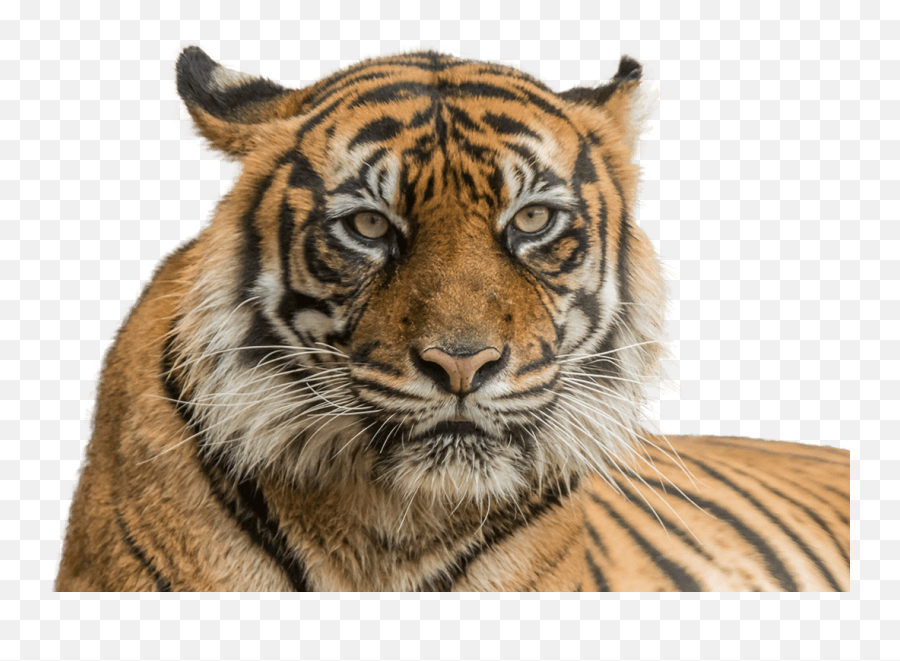 Tiger Png - Tiger Face Png Transparent Background Siberian Taronga Zoo,Tiger Png