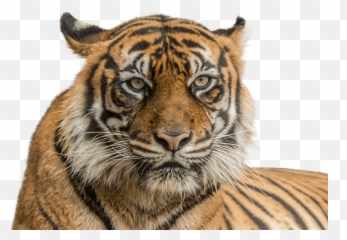 Tiger Png - Tiger Face Png Transparent Background Siberian Taronga Zoo