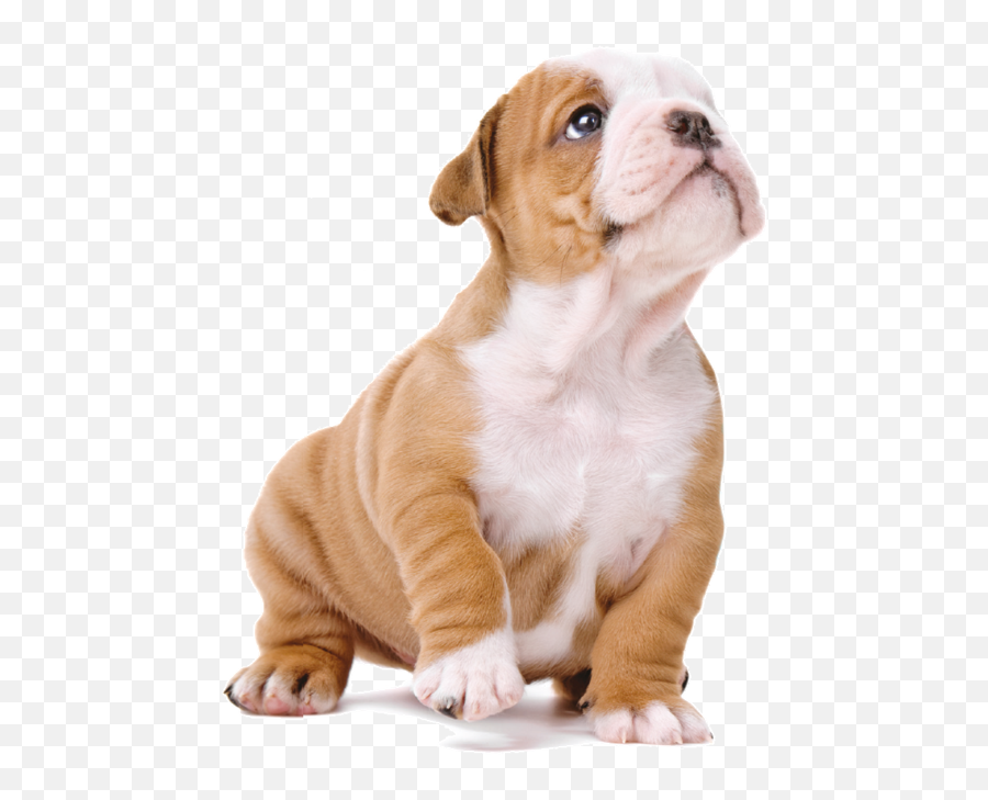 Cachorro Png 5 Image - English Bulldog Puppy Png,Cachorro Png