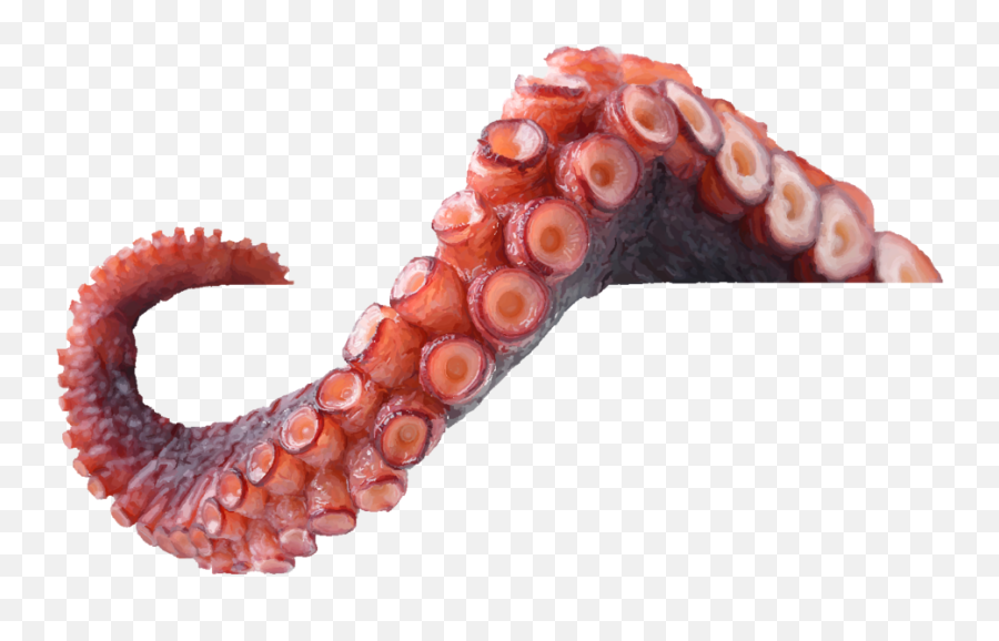 Tentacle Png 4 Image - Transparent Octopus Tentacle Png,Tentacle Png