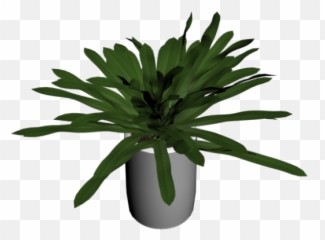 Yucca Palm Tree Small - Design And Decorate Your Room In 3d Houseplant Png,Yucca Png