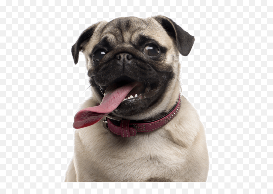 Download Hd Search - Dog Pug Transparent Png Image Nicepngcom Pug,Pug Png