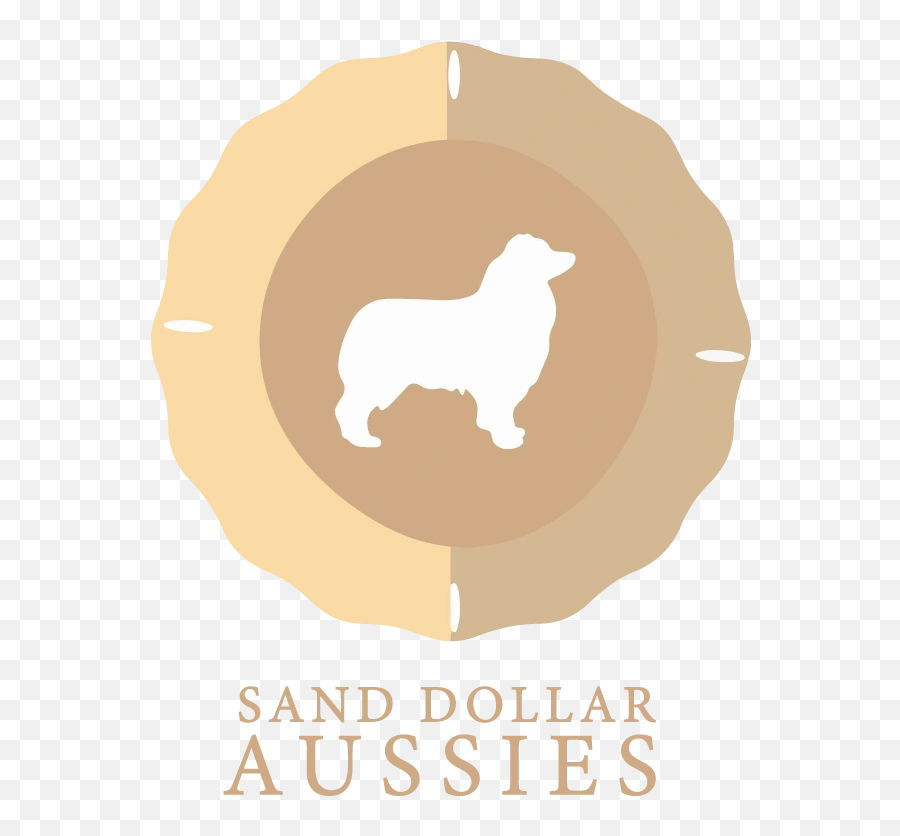 Sanddollaraussies - Mini Aussie Puppies Mini Aussie Breeder Cocker Spaniel Png,Sand Dollar Png