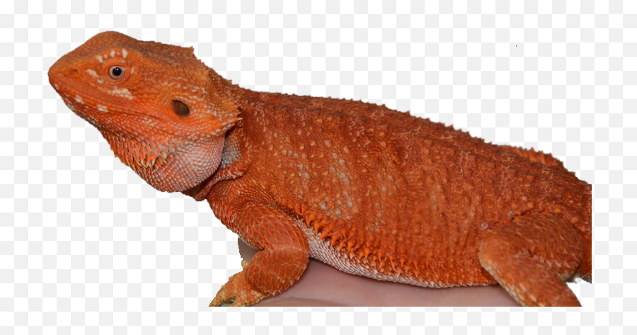 Download Citrus Bearded Dragon - Red Bearded Dragon Png,Bearded Dragon Png