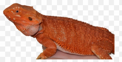 Download Citrus Bearded Dragon - Red Bearded Dragon Png,Bearded Dragon Png