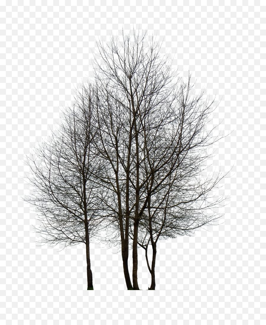 Tree Hd Png Transparent Hdpng Images Pluspng - Tree Hd Images Png,Trees Background Png