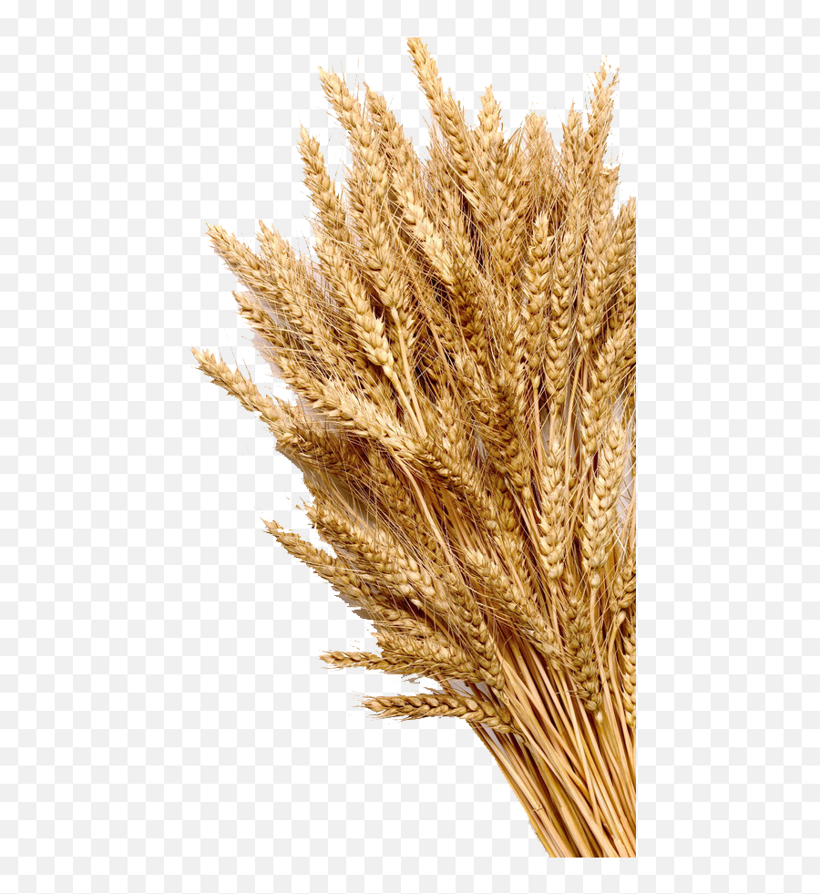 Wheat Mature Photography Grain Cereal - Stack Of Wheat Drawing Png,Grain Png