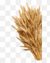 Wheat Mature Photography Grain Cereal - Stack Of Wheat Drawing Png,Grain Png