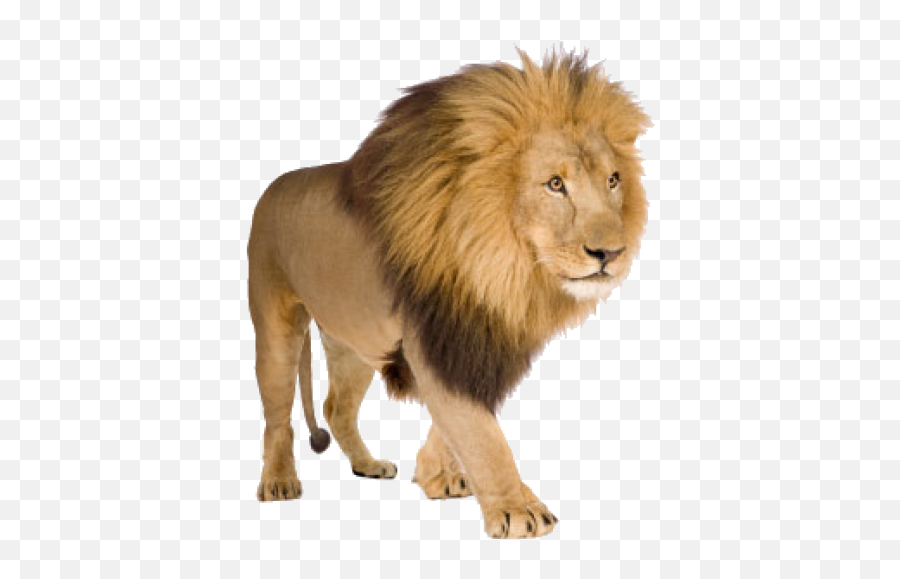 Lion Png Free Download 13 Images - Lion White Background,Lion Png Logo