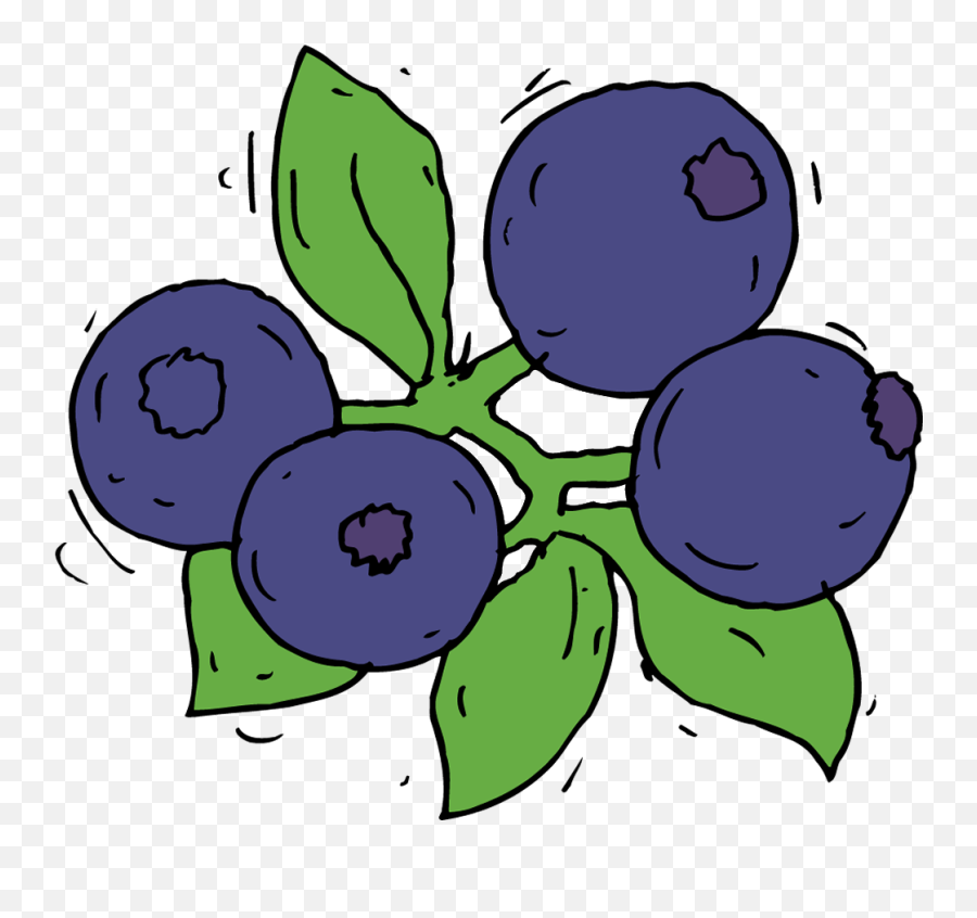 Download Blueberry - Collection Fruit Draw Blue Berry Drawing Fruits Images Blueberry Png,Blueberry Png