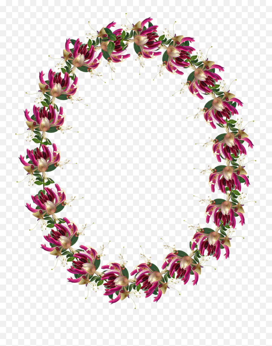 Frame Border Honeysuckle - Flower Wreath Drawing Png,Honeysuckle Png