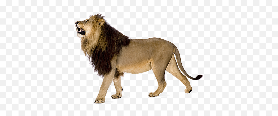 Angry Lion Png Images Download - Transparent Angry Lion Png,Lion Png Transparent