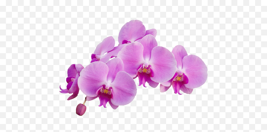 Orchid Purple Transparent Png - Dandelions And Orchids Resilience,Violet Png