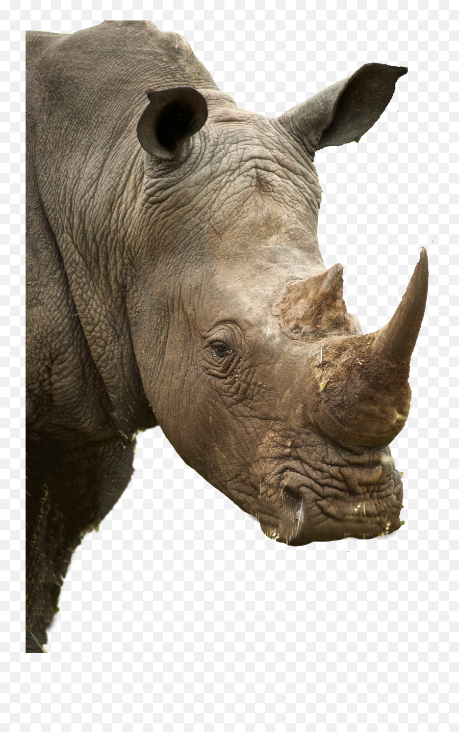 Resources Global March For Elephants And Rhinos Gmfer Png Rhinoceros