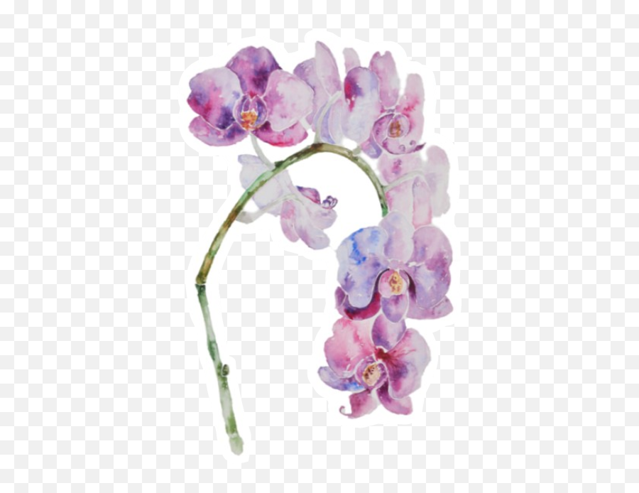 Orchid - Moth Orchid Png,Orchids Png