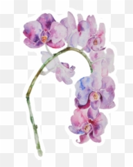 Orchid - Moth Orchid Png,Orchids Png
