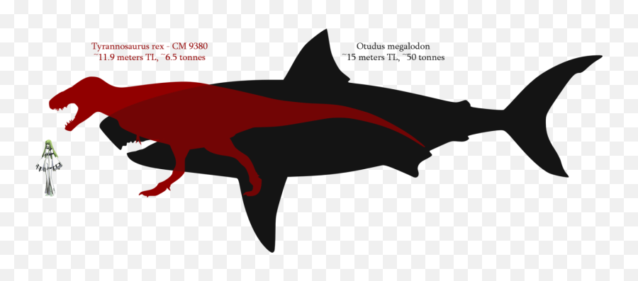 Free Transparent Shark Png Download - Megalodon Great White Shark Teeth,Shark Teeth Png