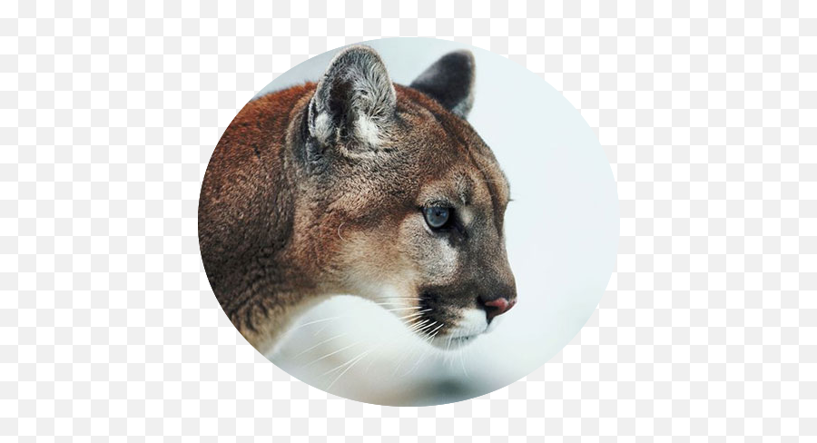 Mountain Lion Profile Transparent Png - Cougar,Mountain Lion Png