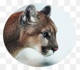 Mountain Lion Profile Transparent Png - Cougar,Mountain Lion Png