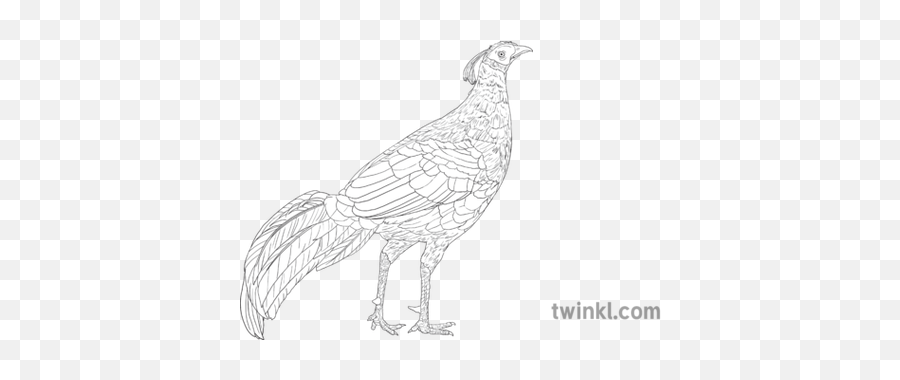 Thailand National Bird Animal Symbol Diards - National Bird Of Thailand In Drawing Png,Thai Flag Icon