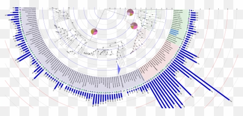 Itol Interactive Tree Of Life - Phylogenetic Circular Annotation png