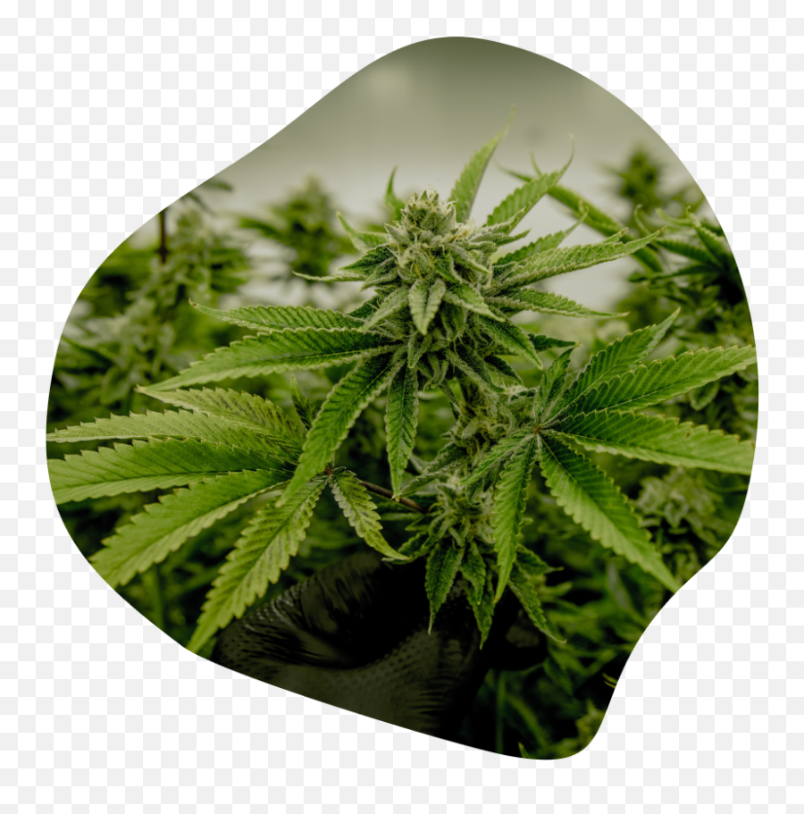 Flourish Software Cannabis And Hemp Supply Chain Erp - Canabilis Png,Marijuana Bud Icon