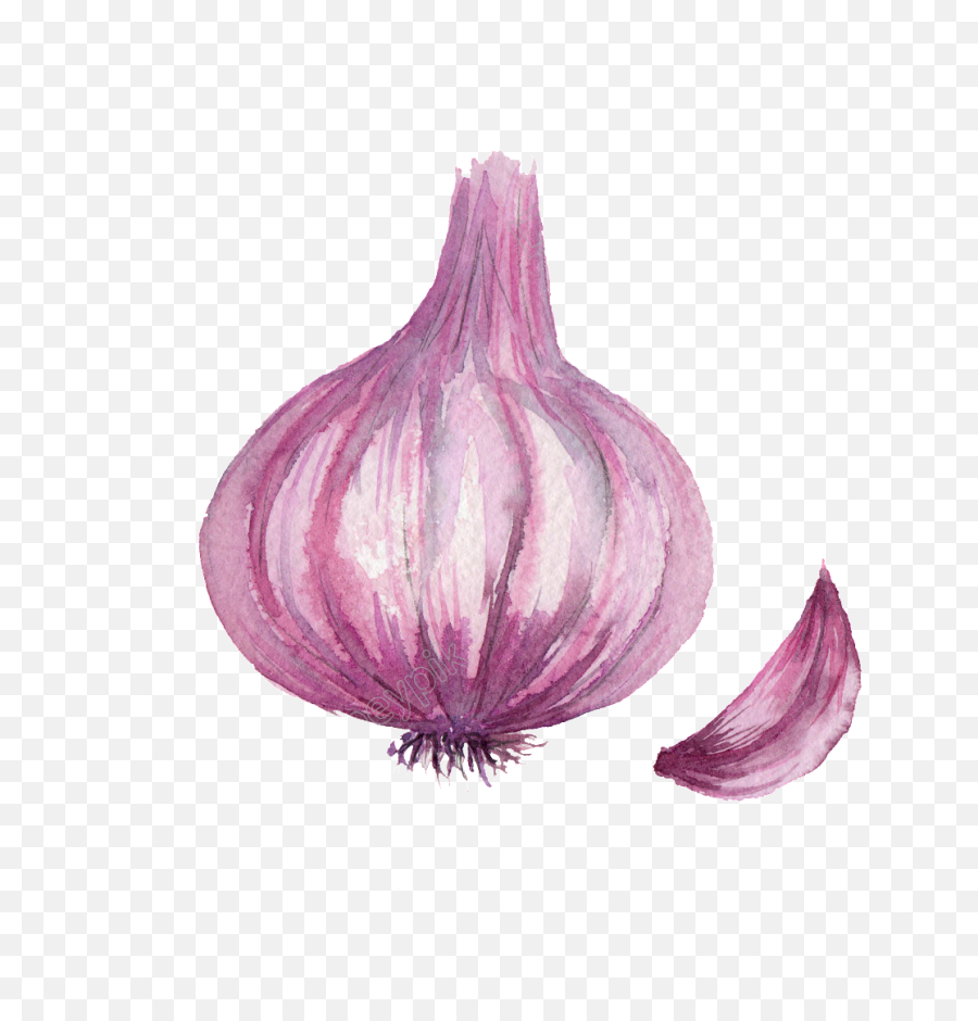 Onion Png - Watercolor Vegetable Onion Png Vegetables Onion Drawing Png,Onion Png