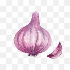 Onion Png - Watercolor Vegetable Onion Png Vegetables Onion Drawing Png,Onion Png