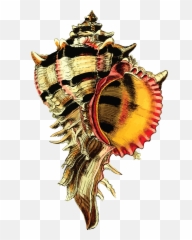 Sea Shells Png - This Free Icons Png Design Of Sea Shell 44 Lord The Flies One Pager