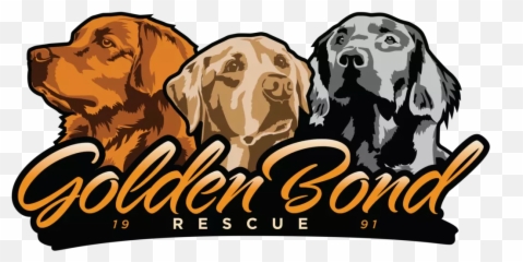 Golden Retriever Rescue And Adoption Bond - png