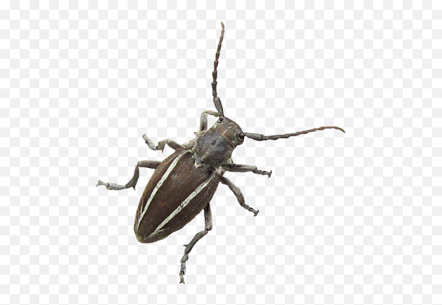Insect Bug Longhorn - Free Image On Pixabay Longhorn Beetle Png,Longhorn Png