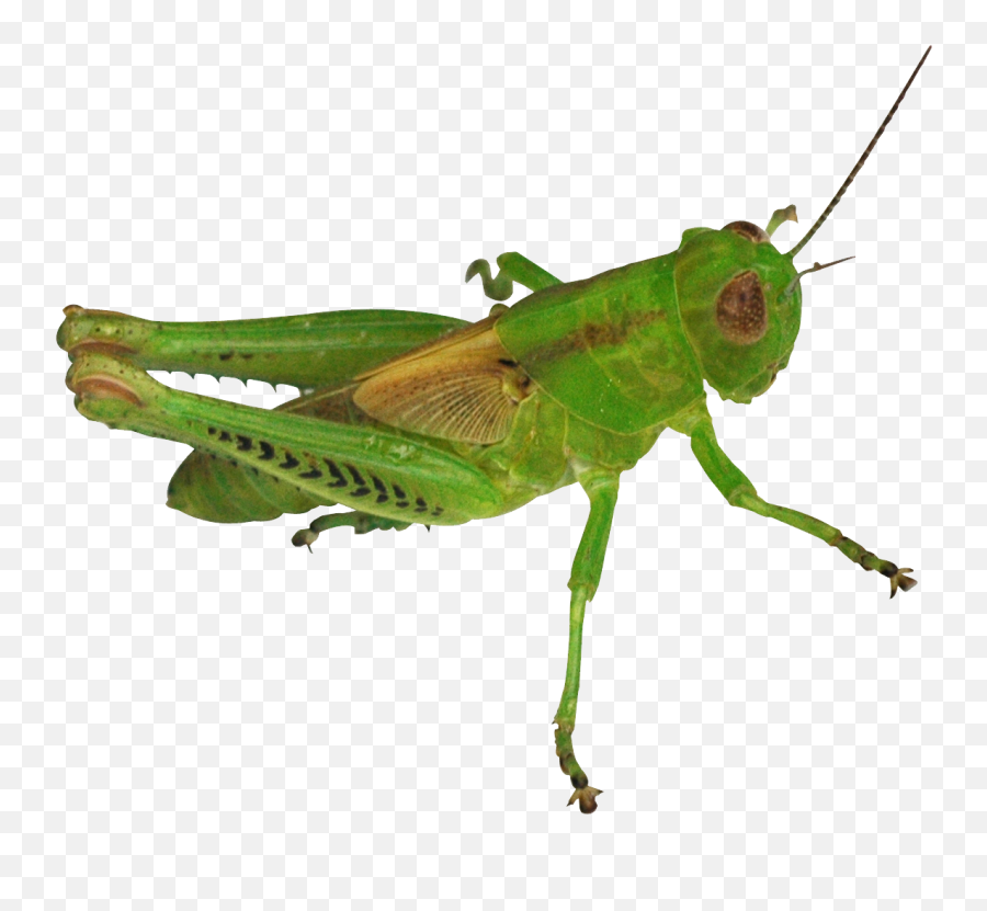 Grasshopper Png Image For Free Download - Grasshopper Png,Grasshopper Png