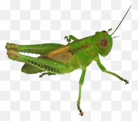 Grasshopper Png Image For Free Download - Grasshopper Png,Grasshopper Png