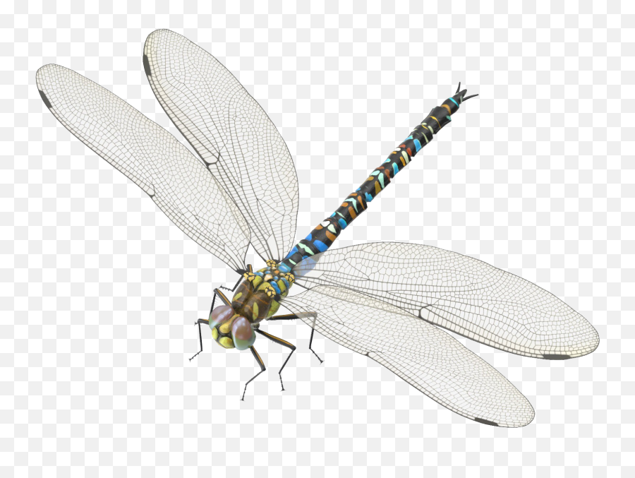 Dragonfly Png Transparent Photo