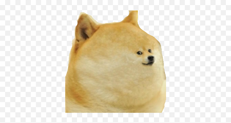Fat Doge Png - Polish your personal project or design with these doge