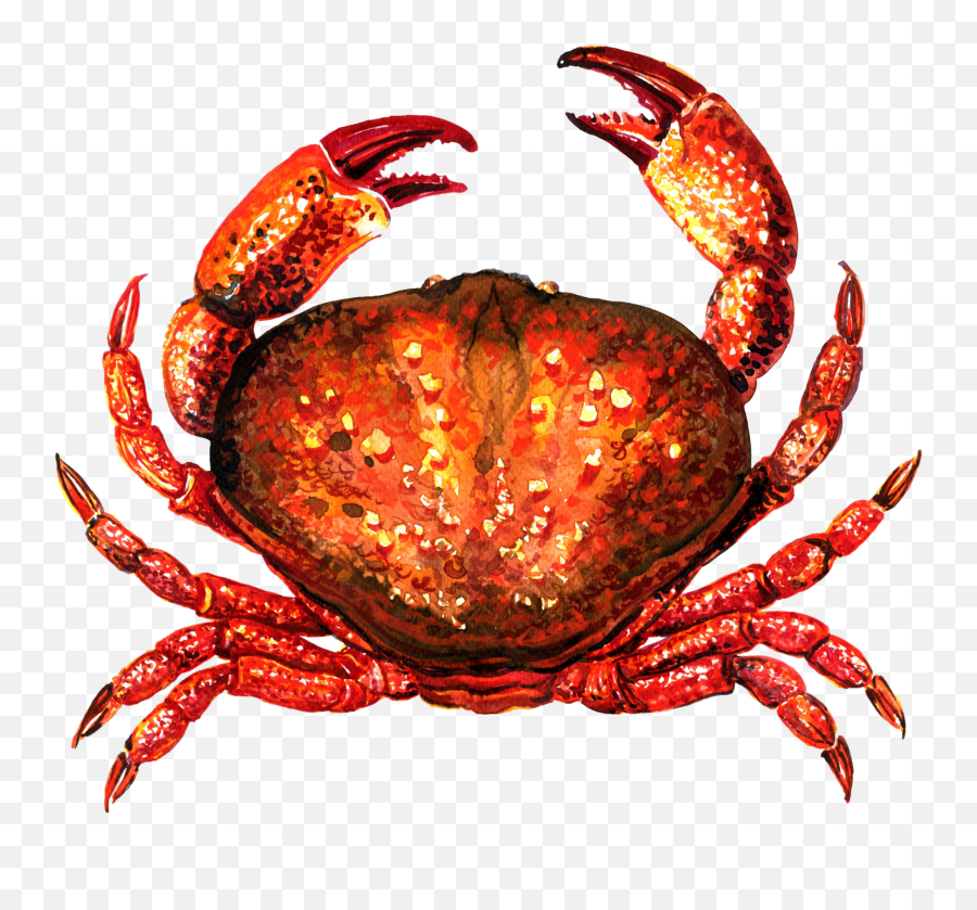 Transparent Crab File U0026 Png Clipart Free - Crab Wikimedia Commons,Crab Transparent Background