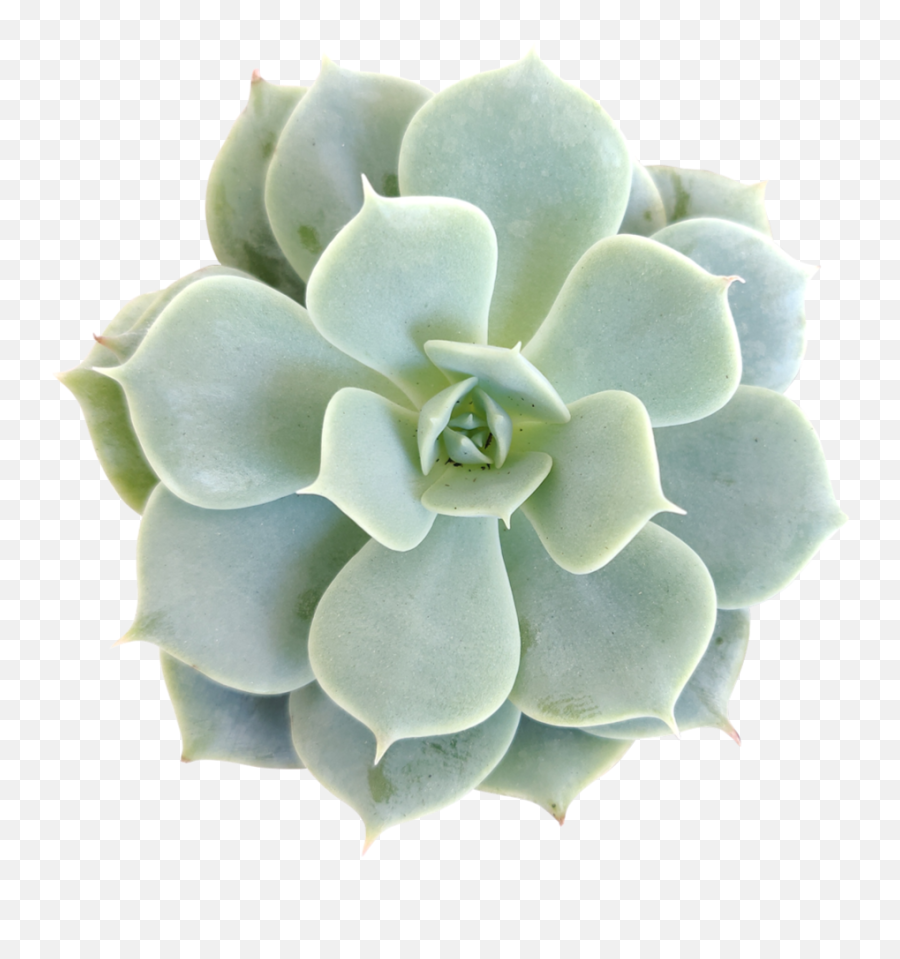 Subscribe - Succulent Subscription Box Succulents Box Succulent Png,Succulent Png