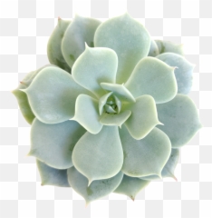 Subscribe - Succulent Subscription Box Succulents Box Succulent Png,Succulent Png