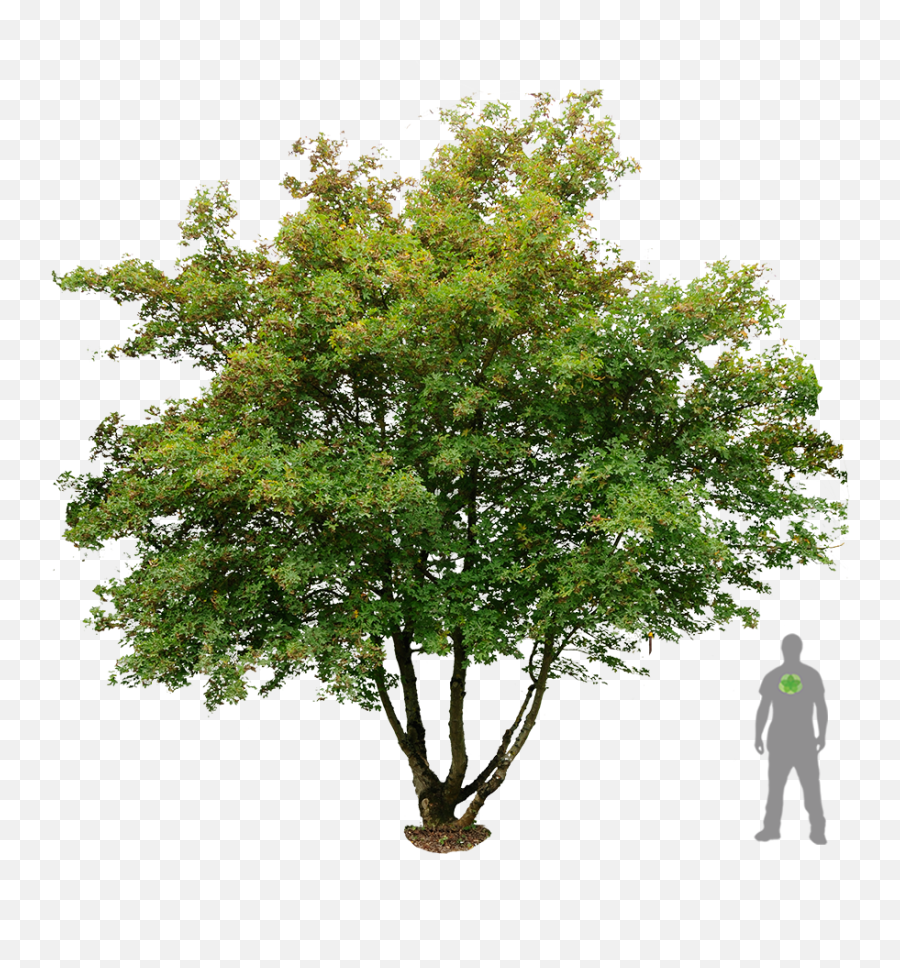 Tree Photoshop - Field Maple Png,Trees Plan Png