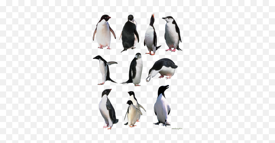 Penguin Png Images - Penguins Png,Penguin Png