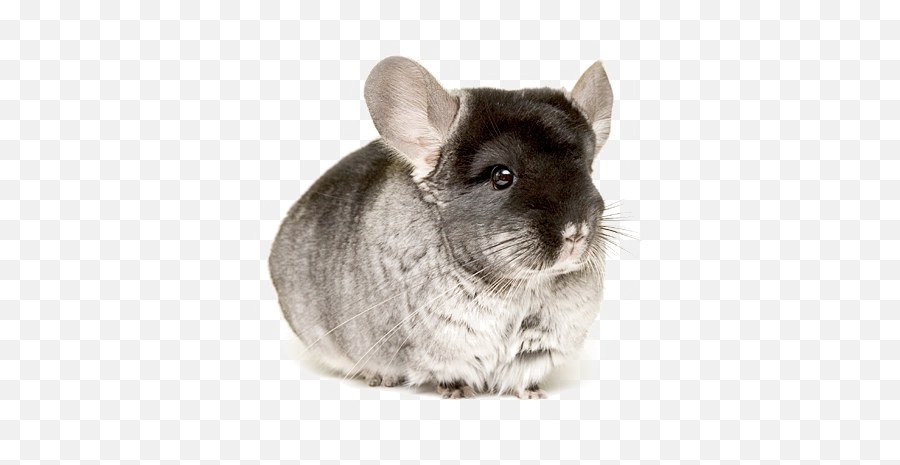 Download Chinchillas In Png Chinchilla