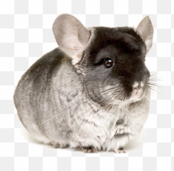 Download Chinchillas In Png Chinchilla