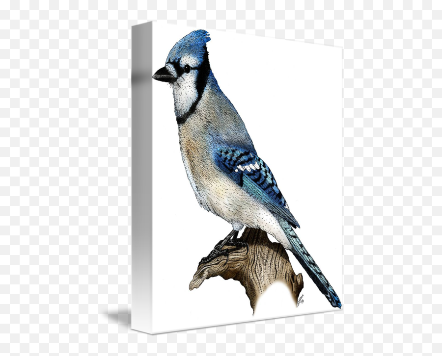 Blue Jay By Roger - Blue Jay Picture Frame Clipart Full Blue Jay Png,Blue Jay Png